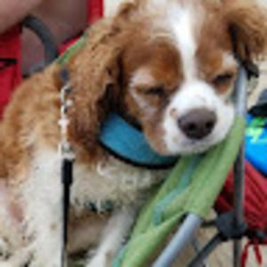 Meet your Posher, Sharyn